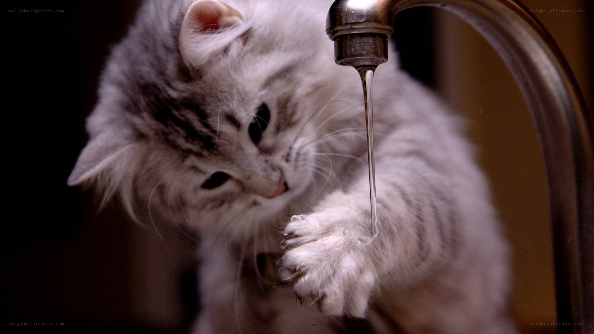 kitten drinking from faucet