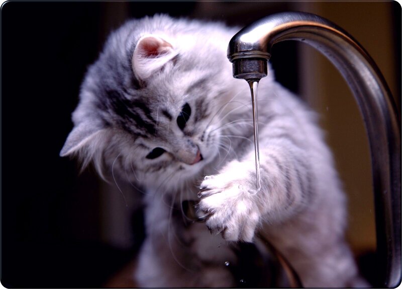 kitten drinking from faucet
