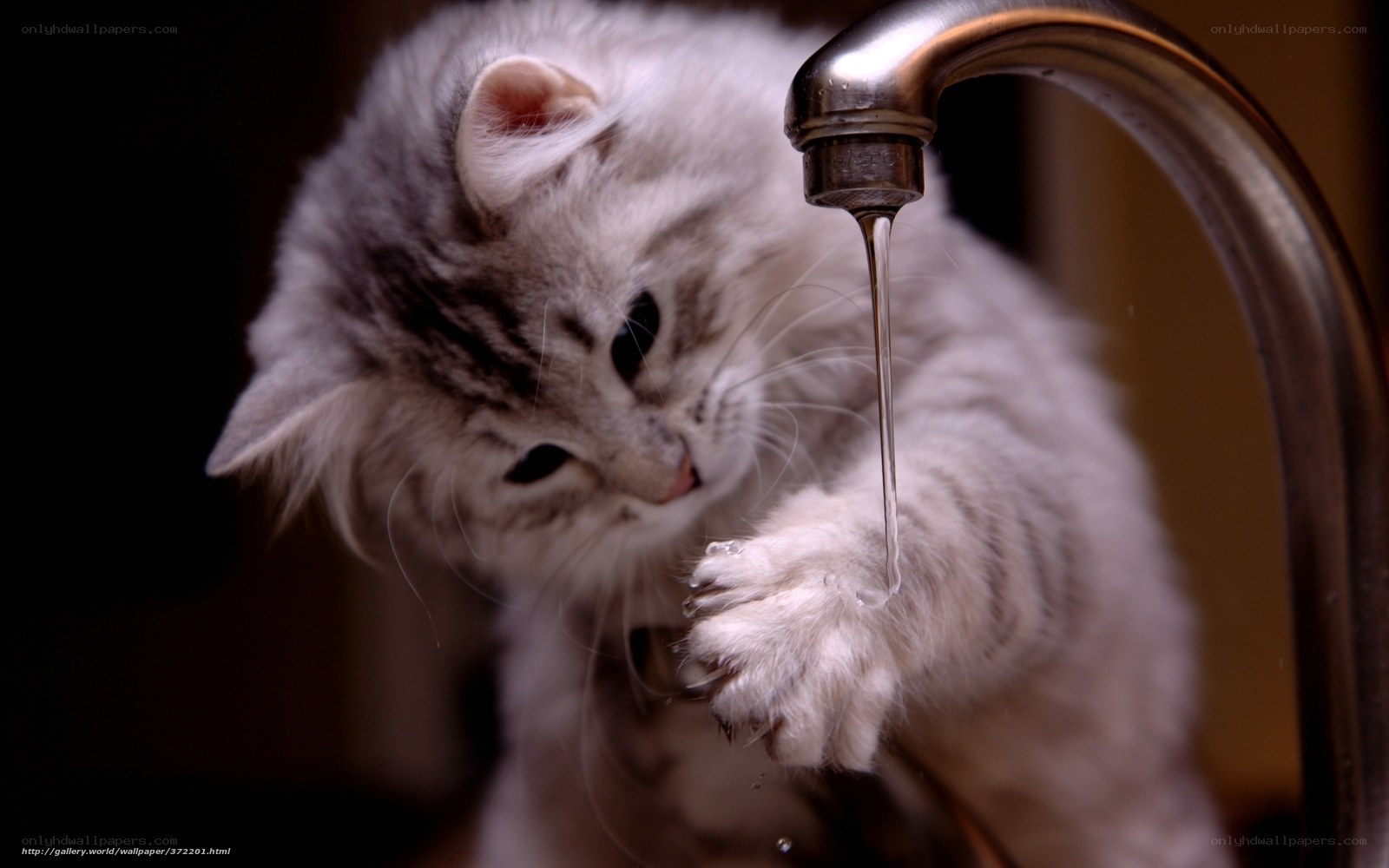 kitten drinking from faucet