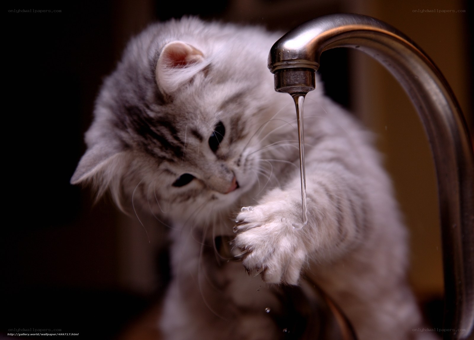 kitten drinking from faucet