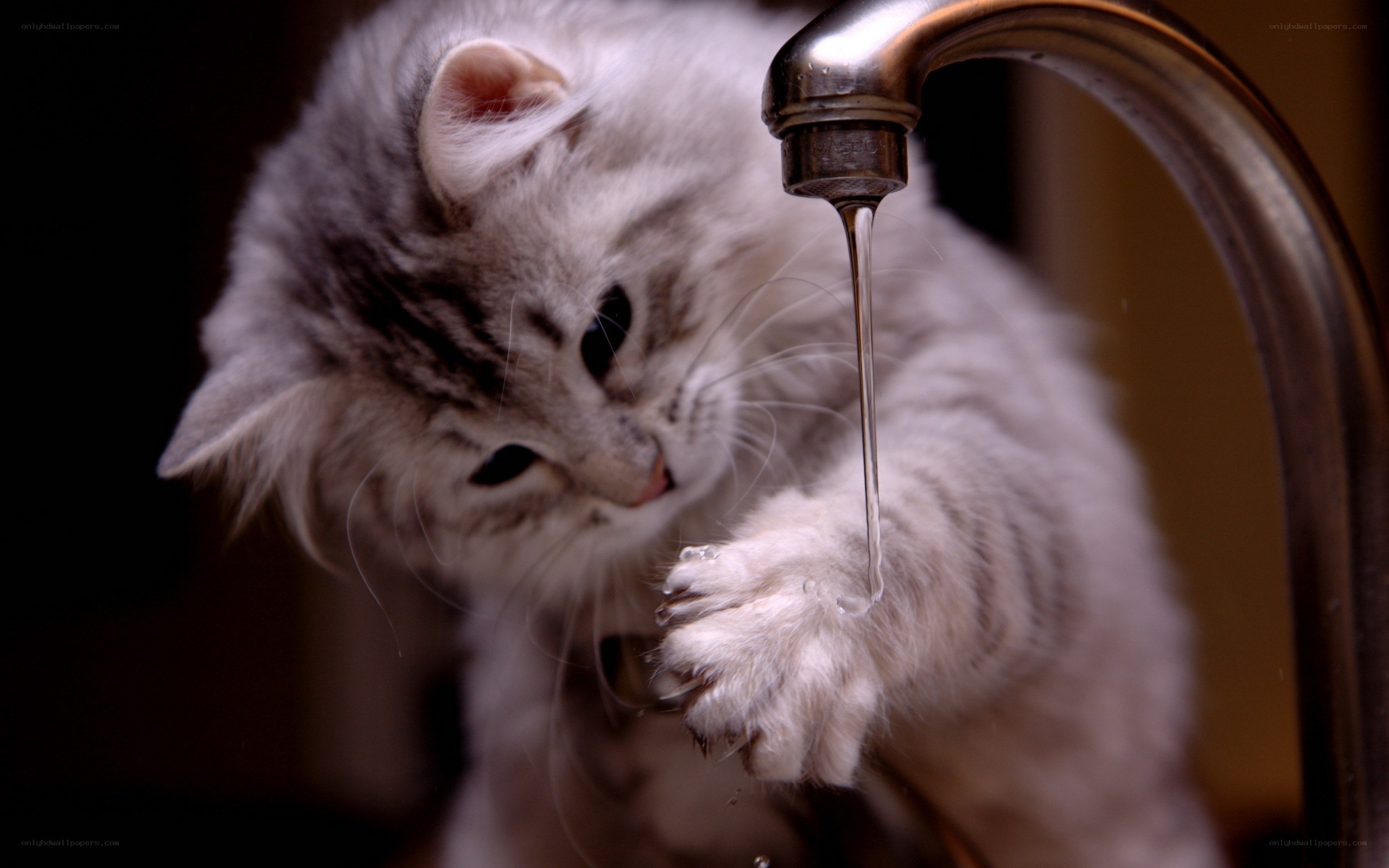 kitten drinking from faucet