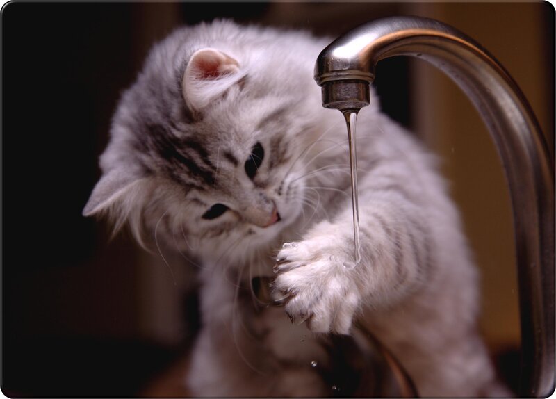 kitten drinking from faucet