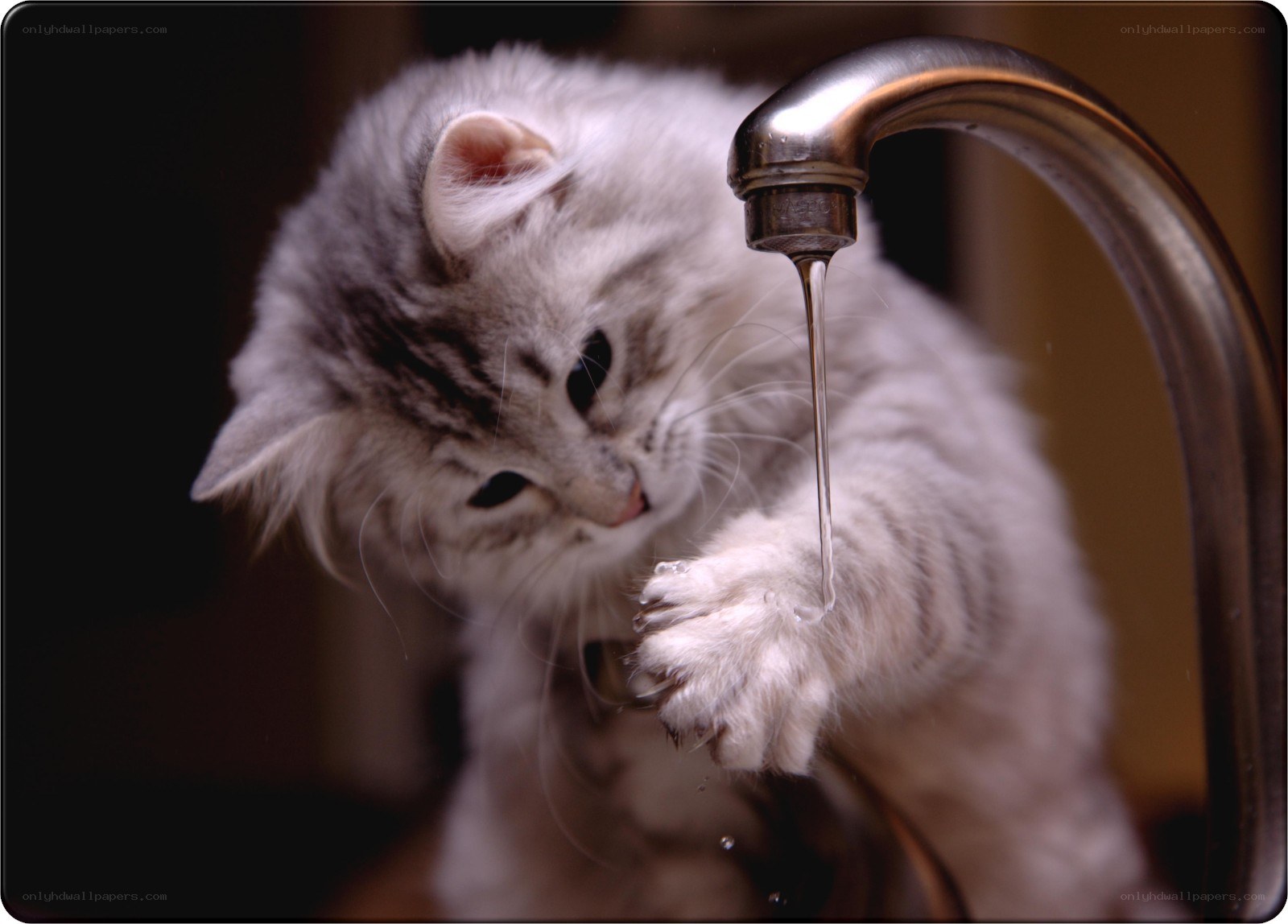 kitten drinking from faucet