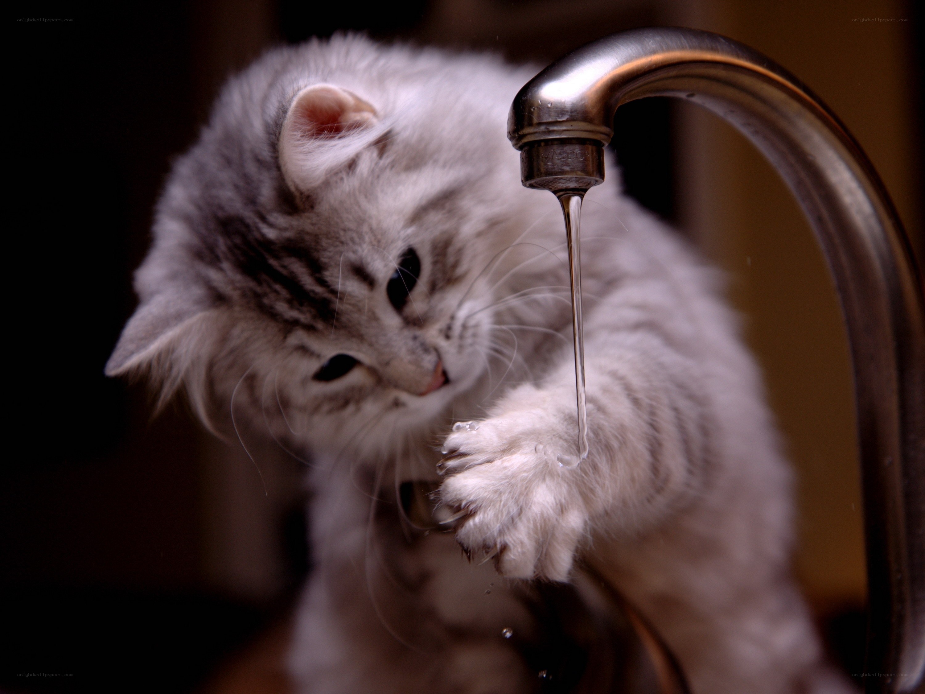 kitten drinking from faucet