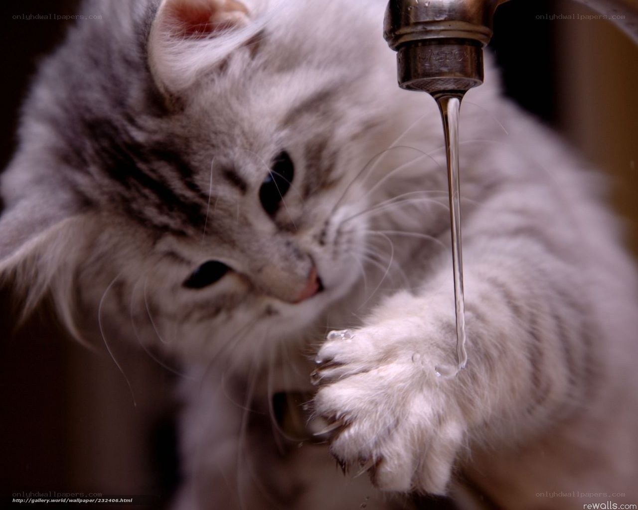 kitten drinking from faucet