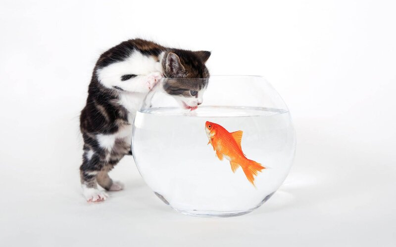 Kitten Drinking from Fishbowl