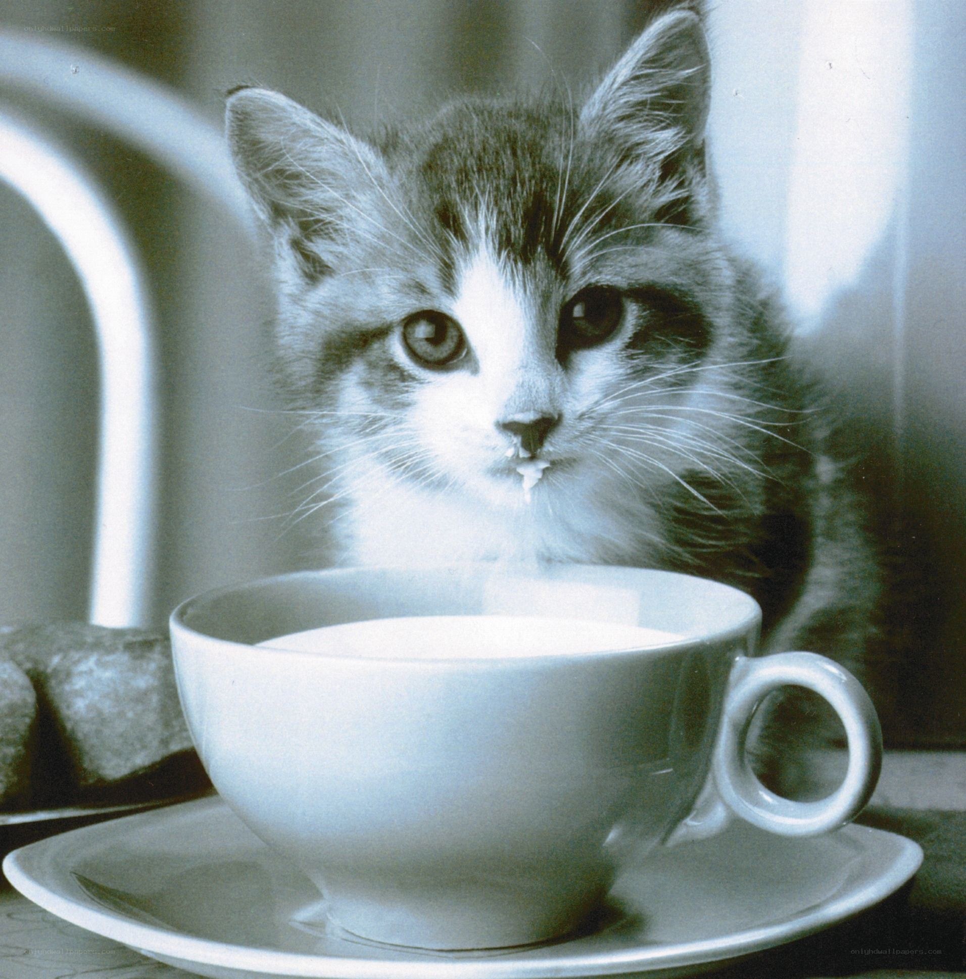 kitten drinking milk from cup