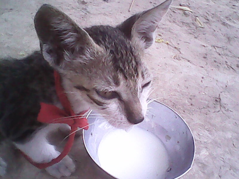 Kitten Drinking Milk