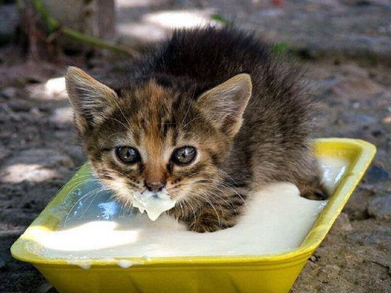 Kitten Drinking Milk — Yellow