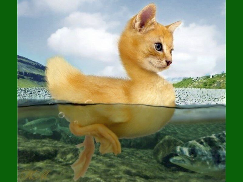 kitten duck hybrid swimming