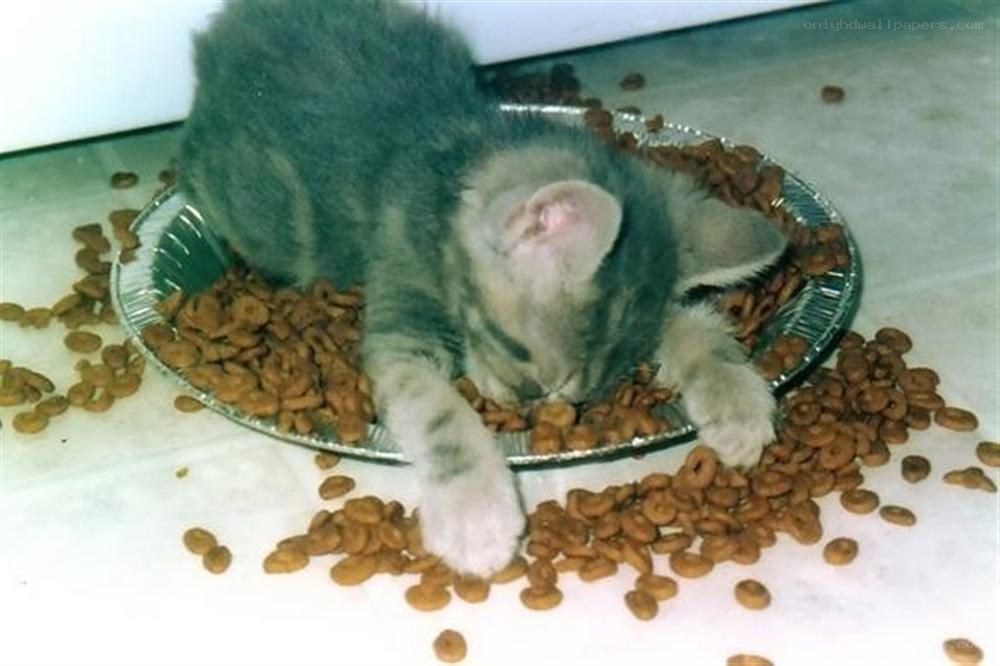 kitten eating cat food
