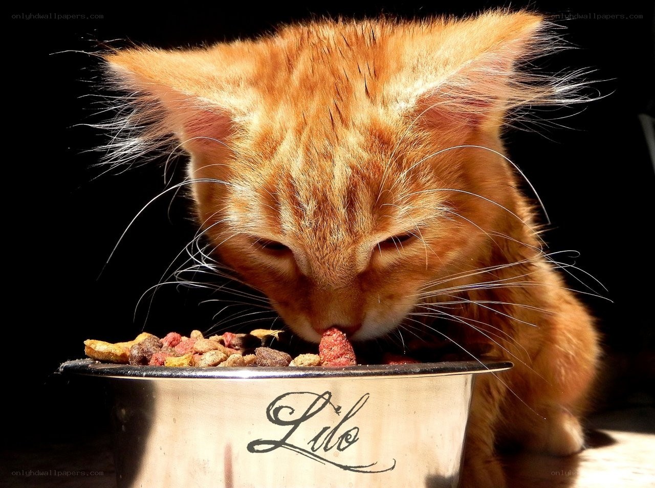 kitten eating from bowl