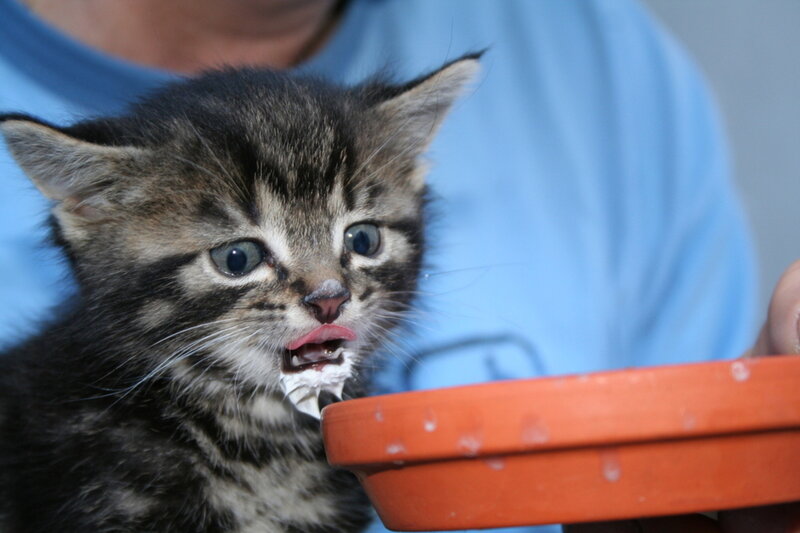 Kitten Eating from Bowl — Black