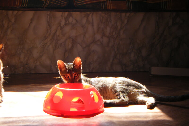 Kitten Eating from Bowl — Red