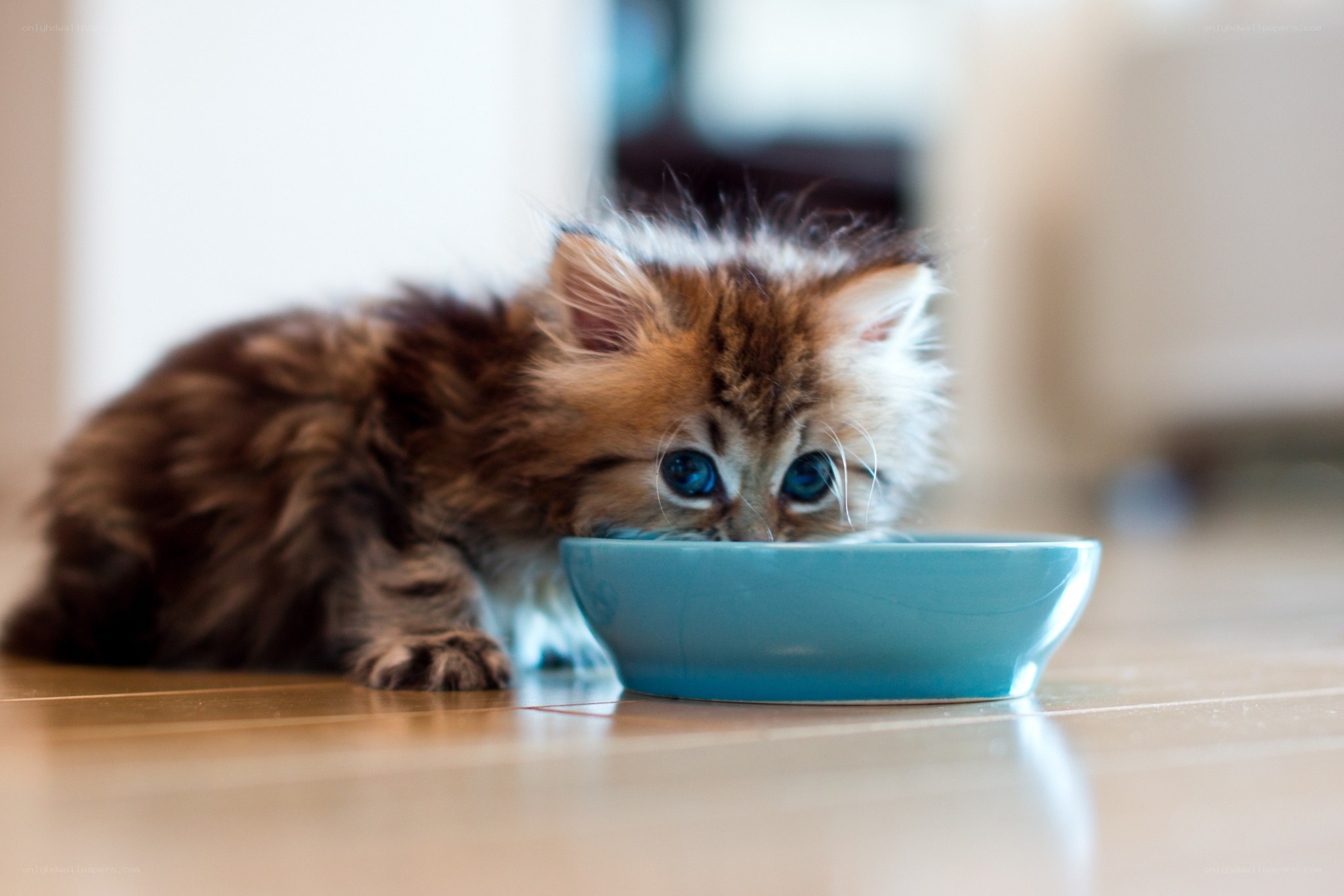 kitten eating from bowl