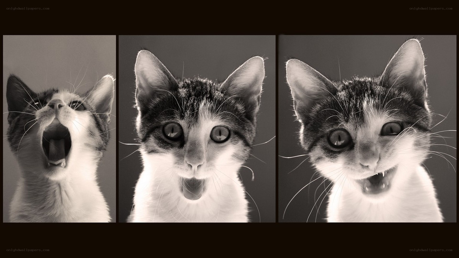 kitten expressing surprise
