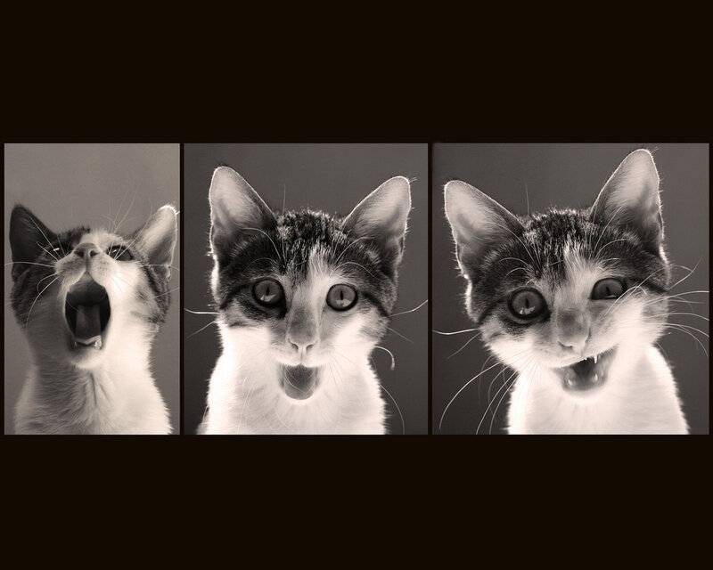 kitten expressions triptych