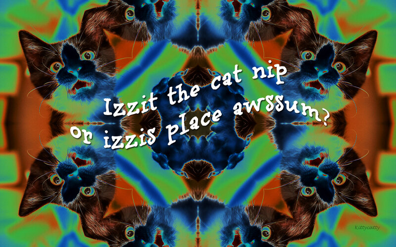 Kitten Faces in Kaleidoscope