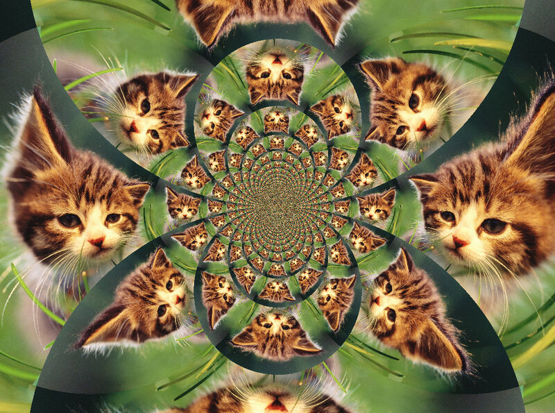 Kitten Faces in Spiral