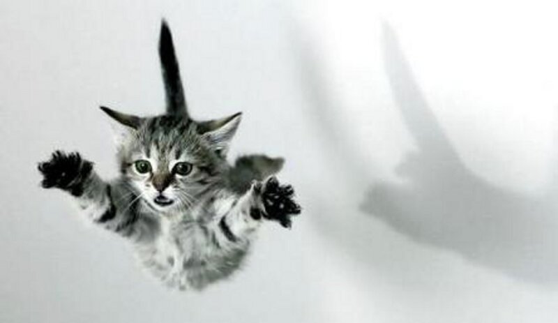kitten falling through air