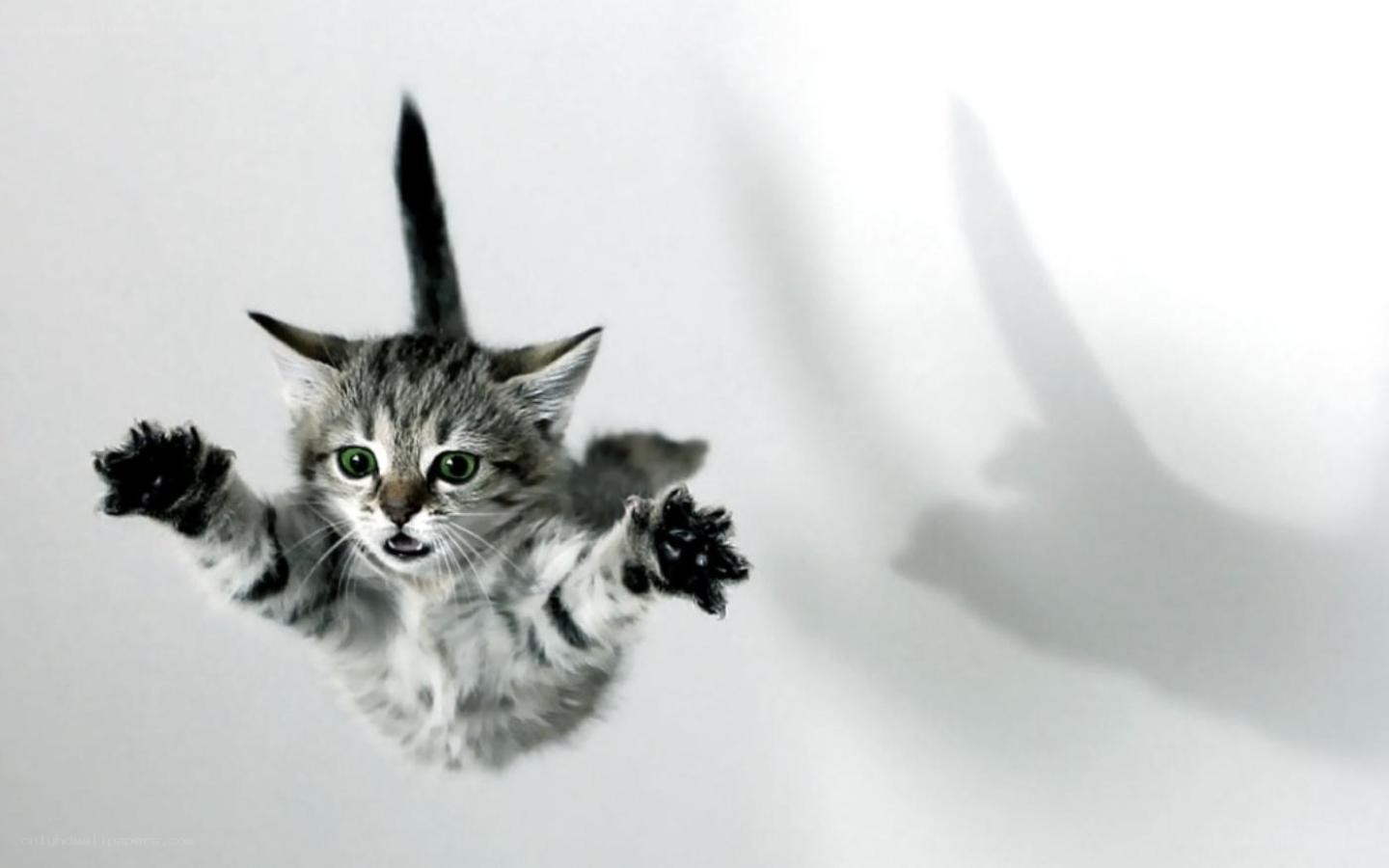 kitten falling through air