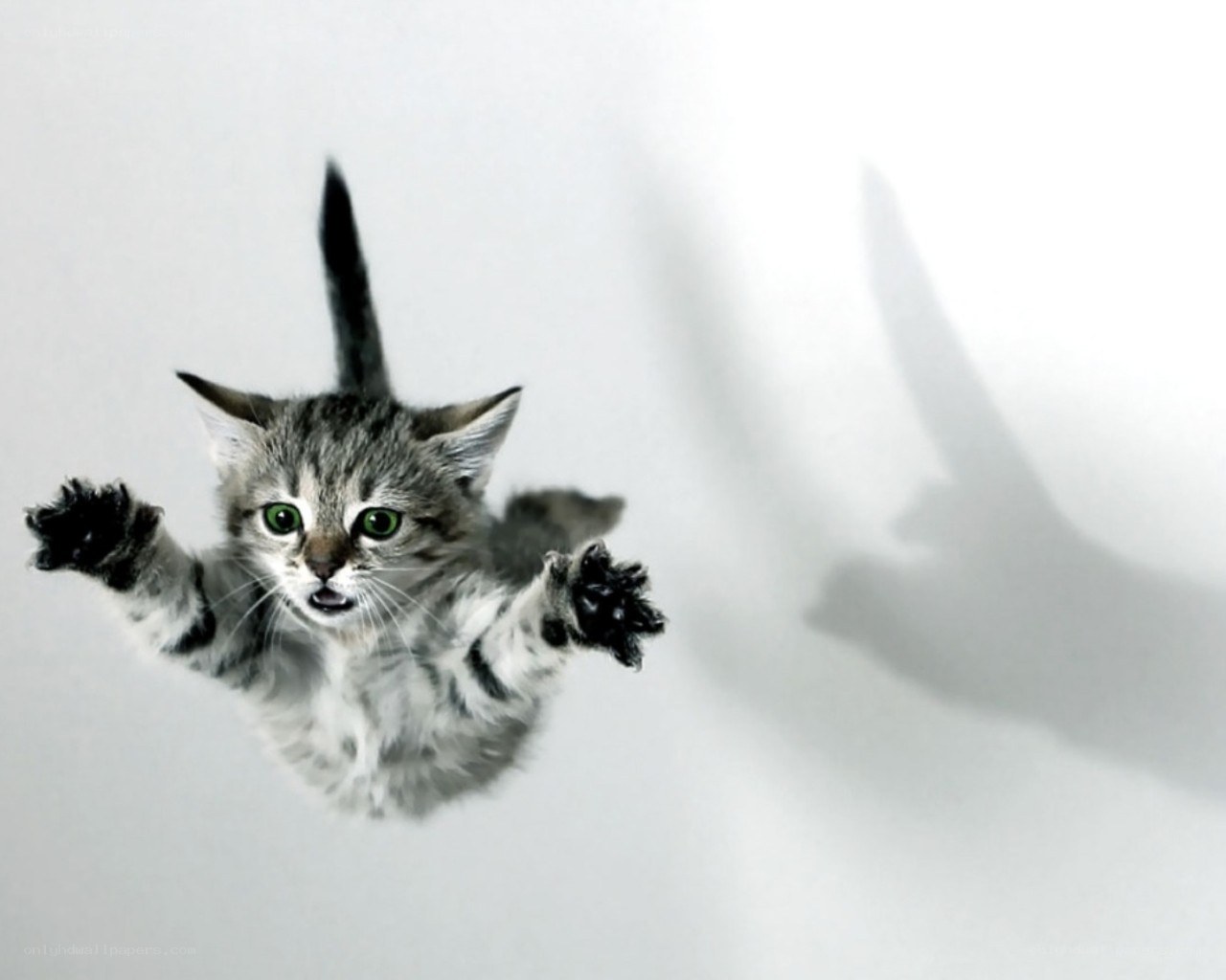 kitten falling through air