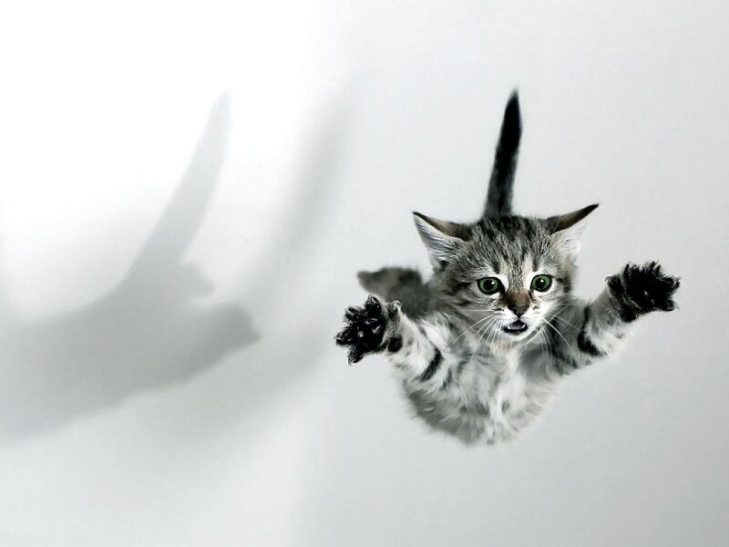 kitten falling through air
