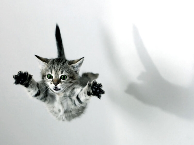 Kitten Falling Through Air — Gray, Dramatic, Photograph, Cat, Shadow, White Background