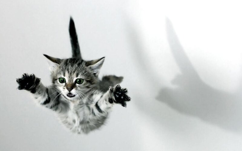 Kitten Falling Through Air — Gray, Dramatic, Photograph