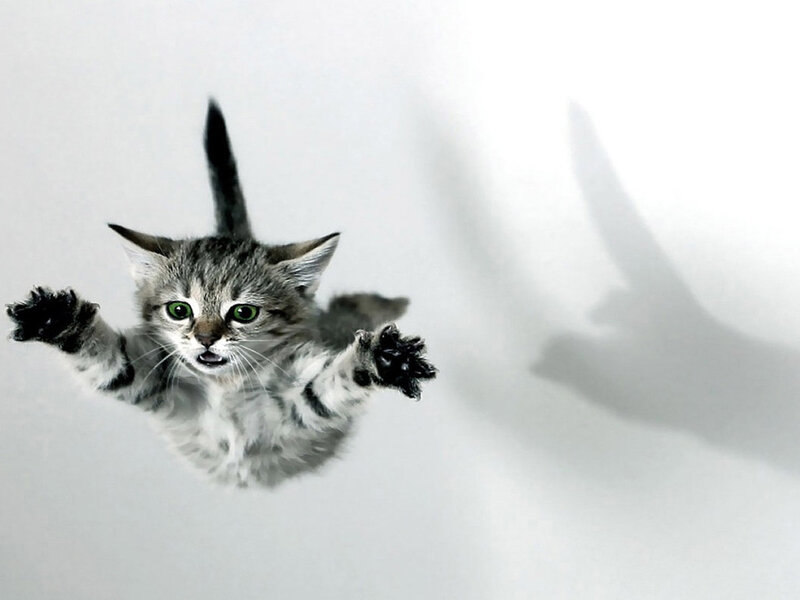 Kitten Falling Through Air — Gray, Dramatic