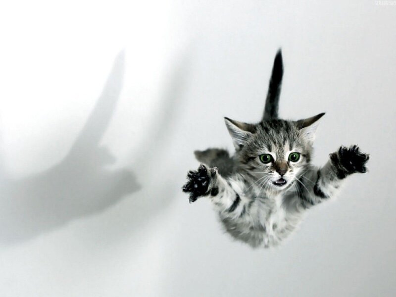 Kitten Falling Through Air — Gray