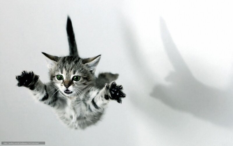 kitten falling through air