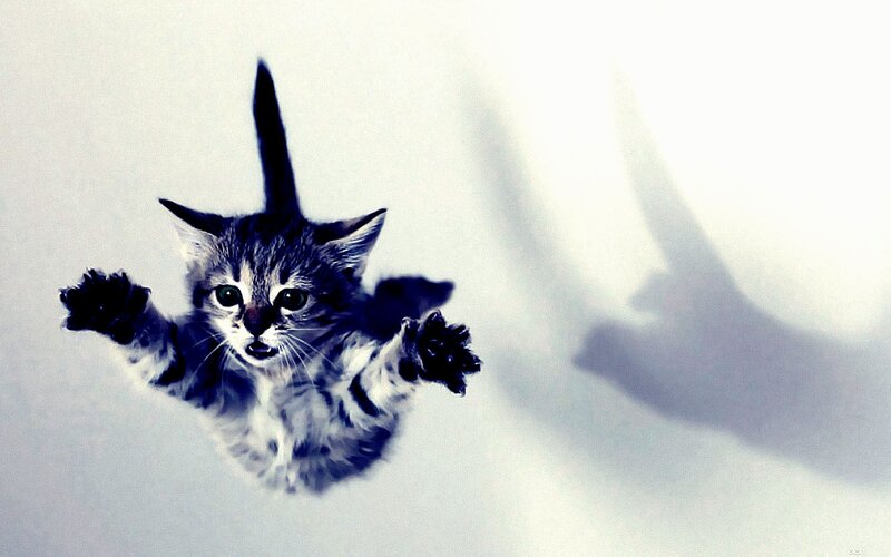 Kitten Falling Through Air — White, Dramatic