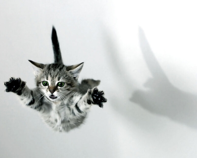 Kitten Falling Through Air — White
