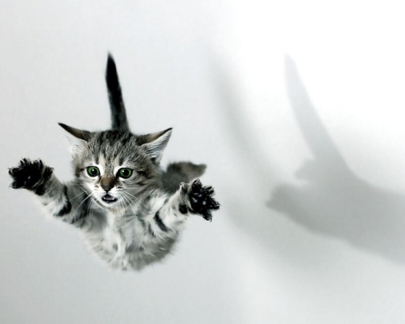Kitten Falling