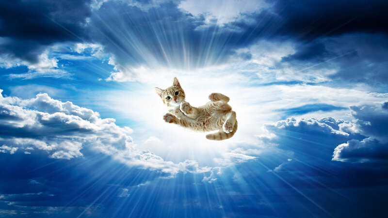 Kitten Floating in Sky — Blue, Dramatic