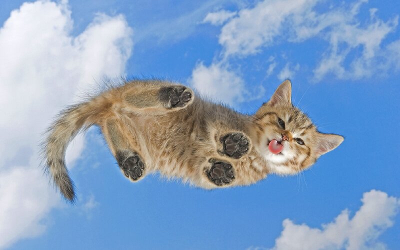 Kitten Floating in Sky — Blue, Playful, Afternoon