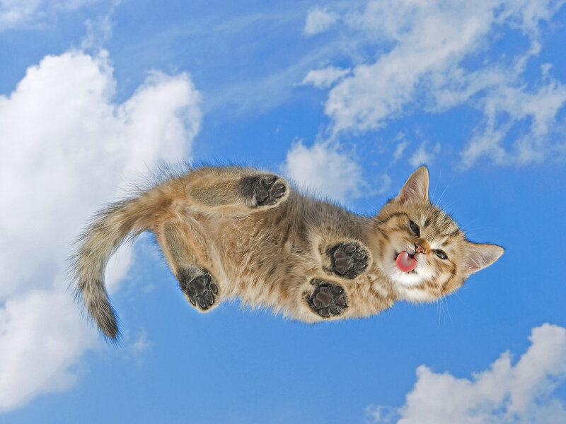 Kitten Floating in Sky — Blue, Playful