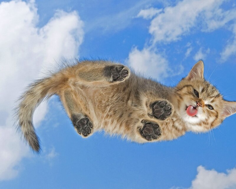Kitten Floating in Sky — Blue
