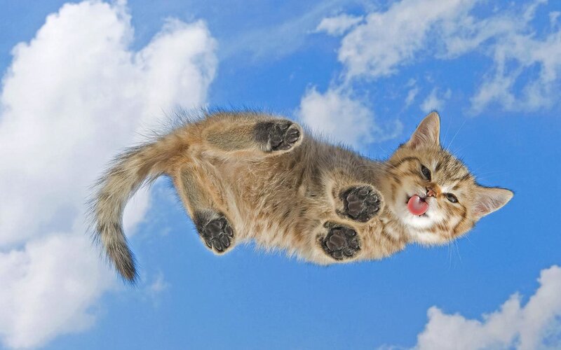 Kitten Floating in Sky