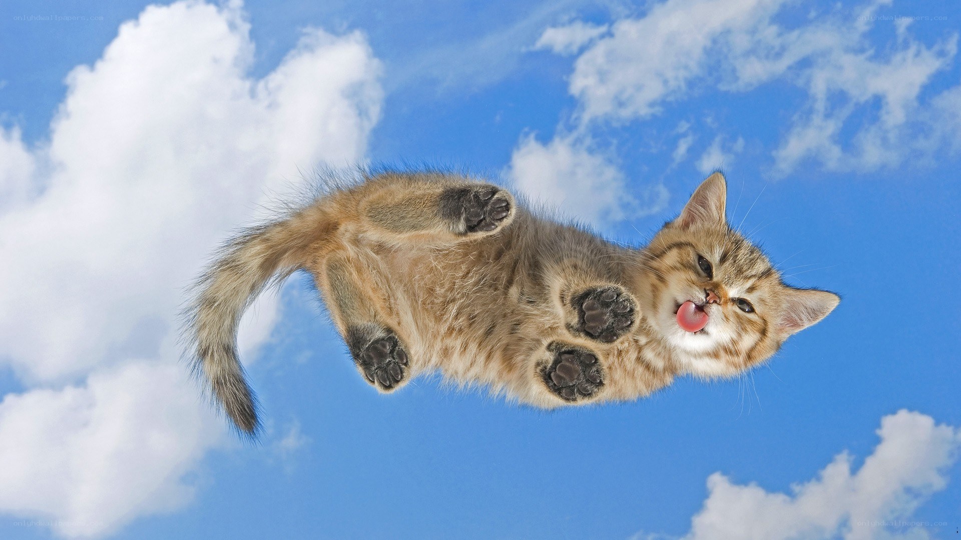 kitten floating in the sky