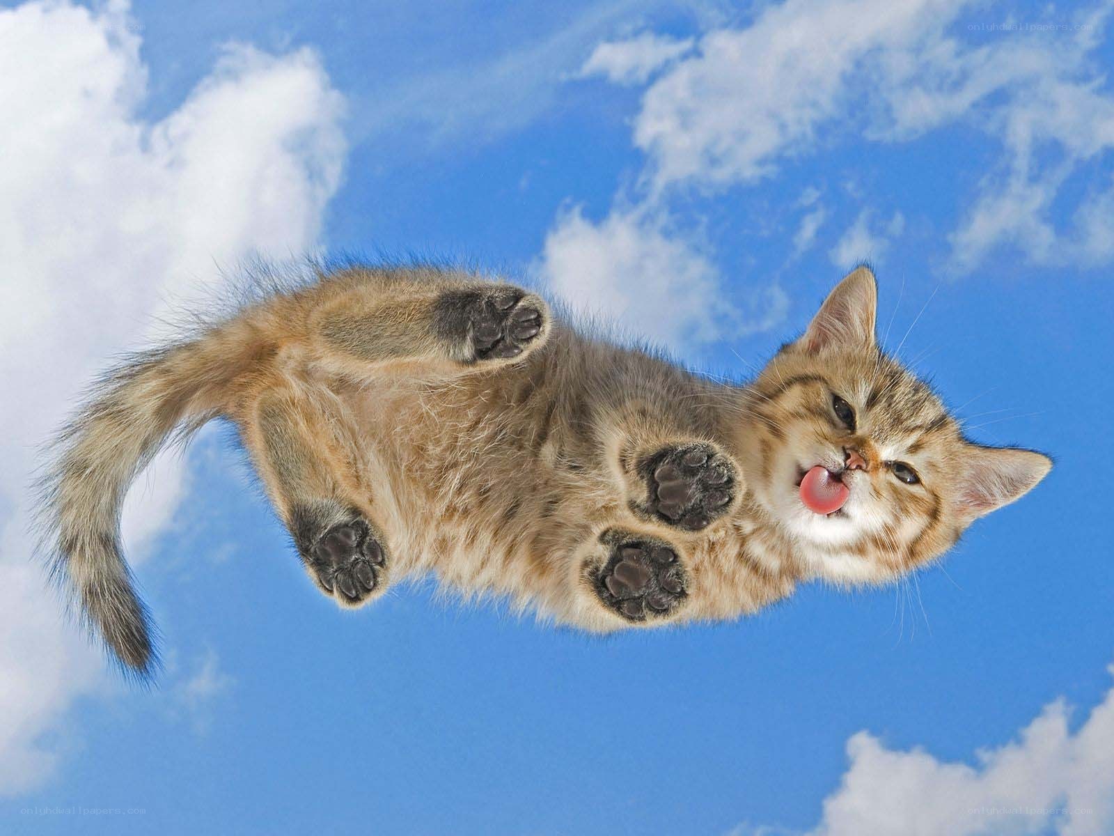 kitten floating in the sky