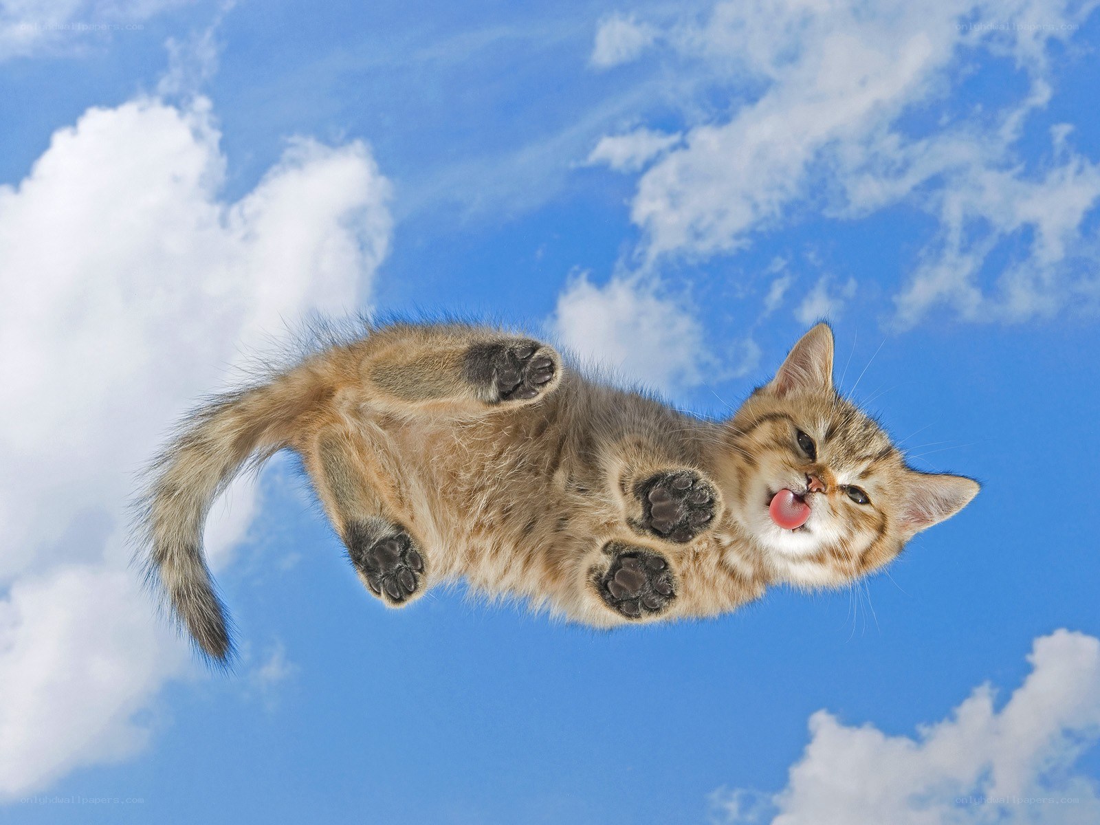 kitten floating in the sky