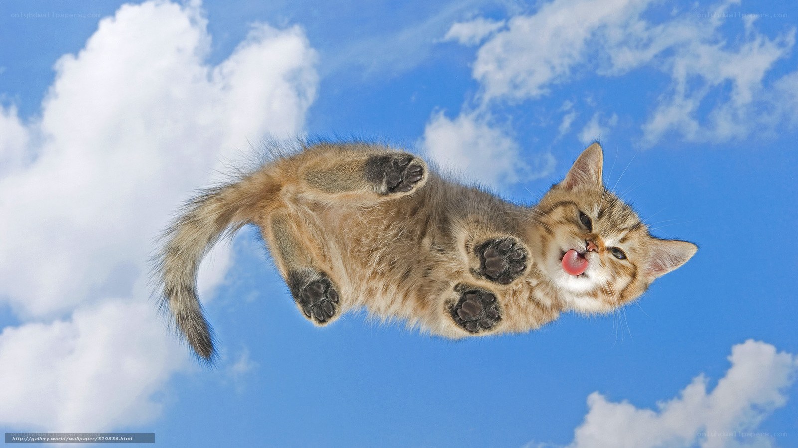 kitten floating in the sky