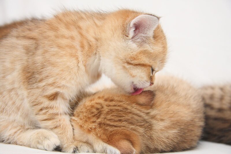 kitten grooming another kitten