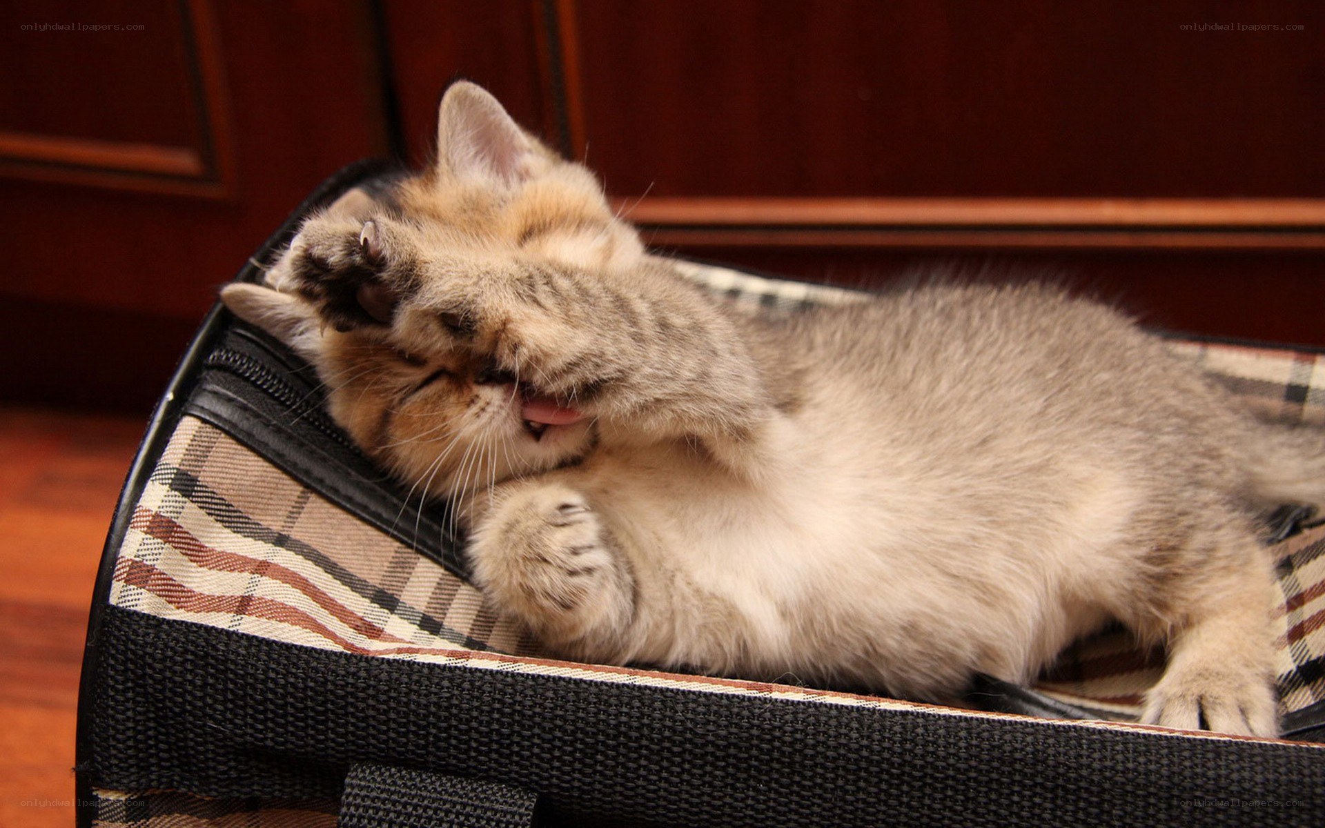 kitten grooming in carrier