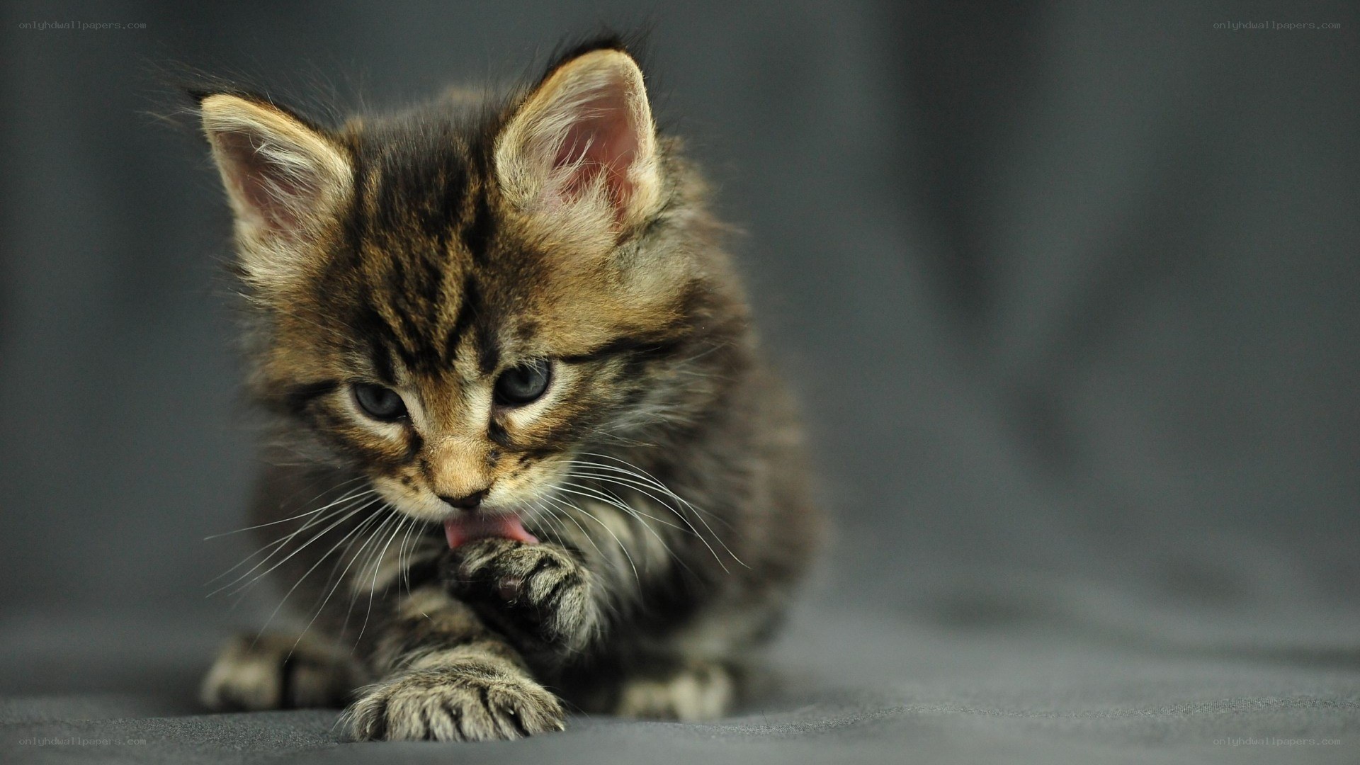 kitten grooming its paw
