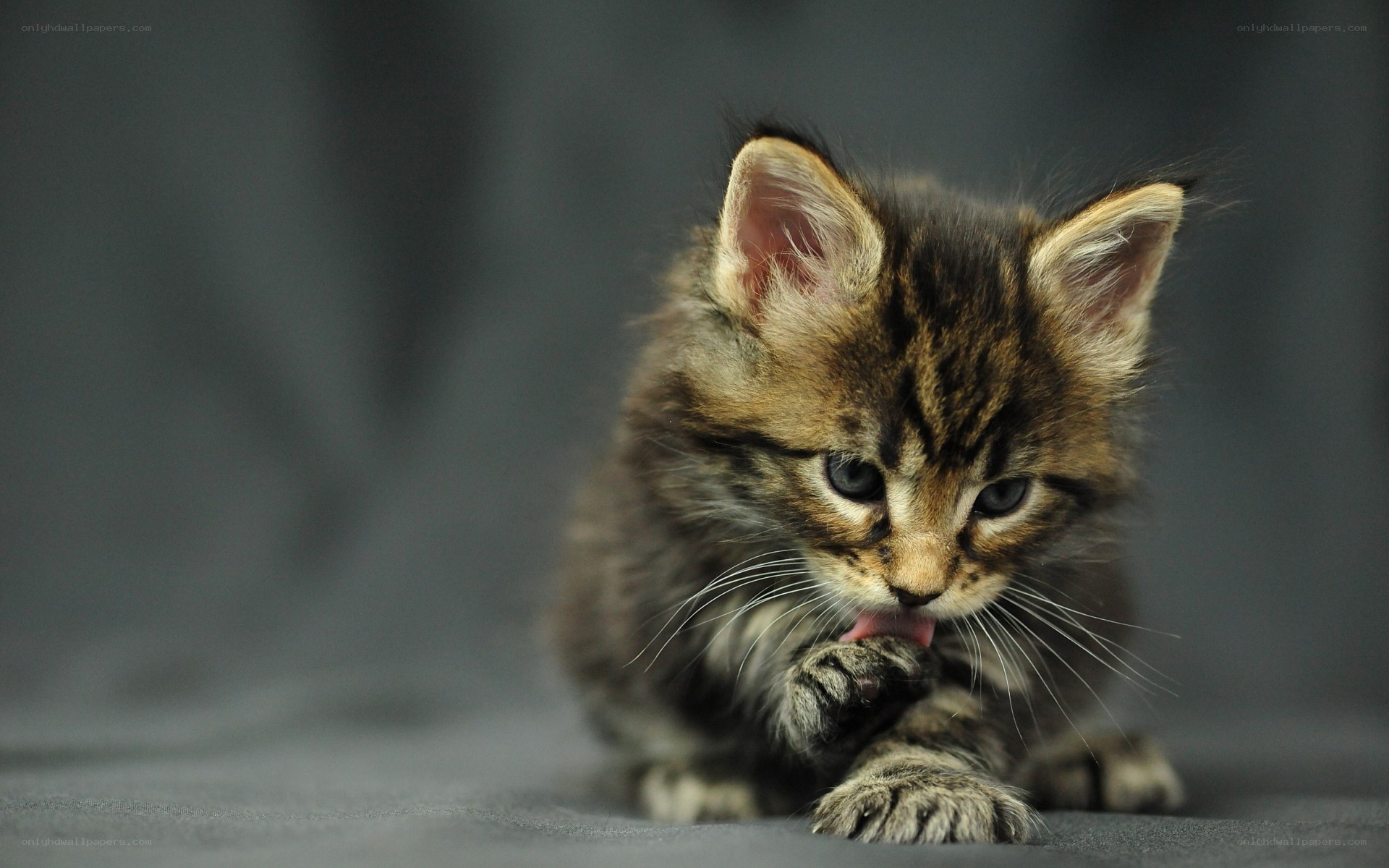 kitten grooming its paw