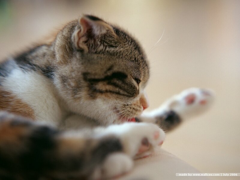 kitten grooming itself