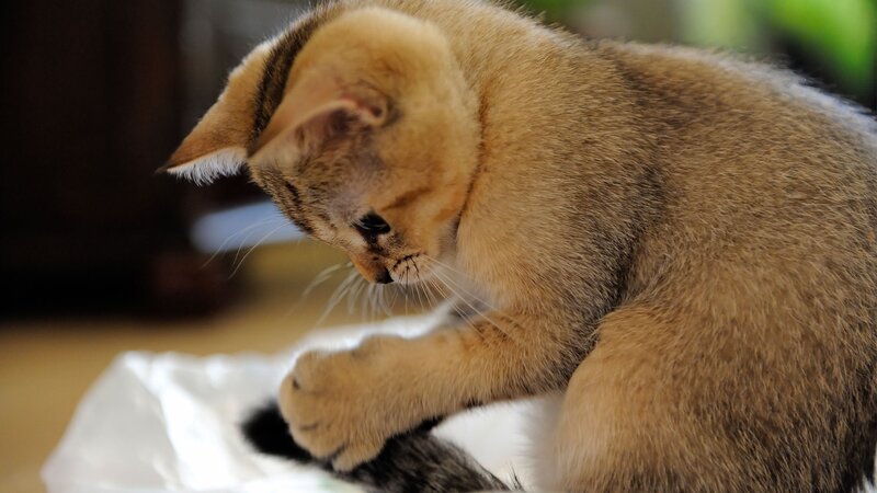 kitten grooming itself